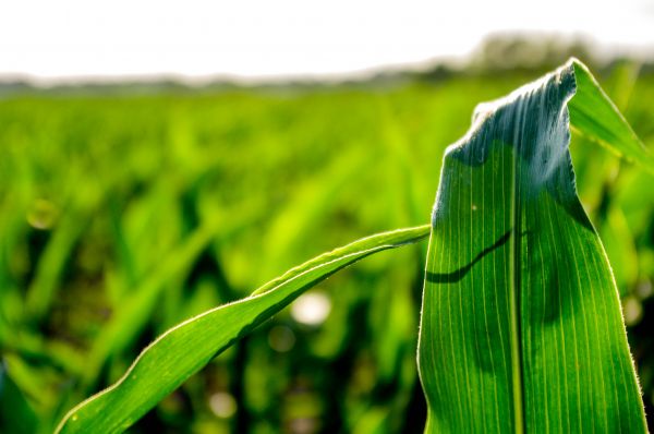 IL Corn is hiring for Biofuels and Public Policy Manager position