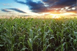 Planting Intention Report Shows Corn Plantings Up Eight Percent