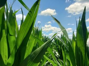 FFAR Addresses Corn Tar Spot Disease