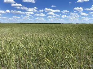 Cover Crop Program Application Period Ends, Sees Increase of Requested Acres