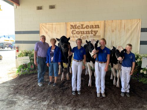 showing cows at mclean county fair