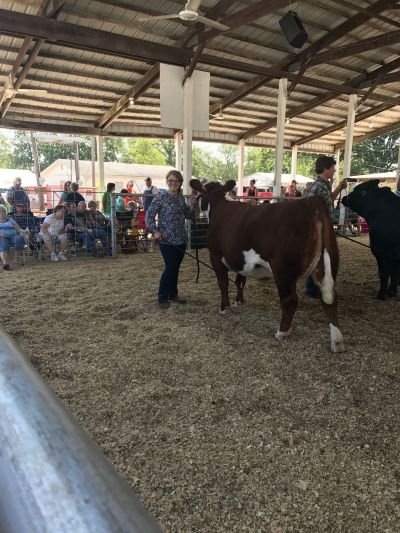 breanne holding a cow at a show