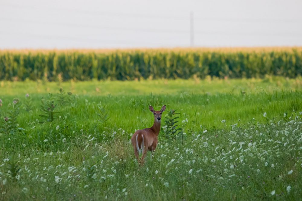 jake collins picture of a doe in front of corn field