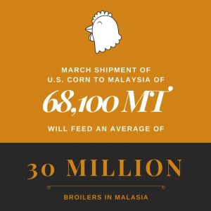 U.S. CORN FEEDING MALAYSIAN CHICKENS 