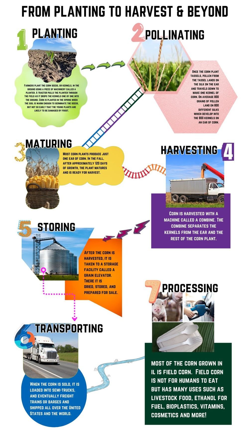 from planting to harvest graphic