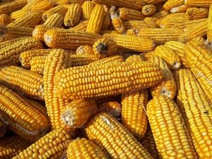 IL Corn Joins Others to Caution Commerce Secretary About Fertilizer Duties