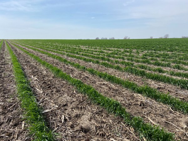 6 Farmers Share Cover Crop Tips