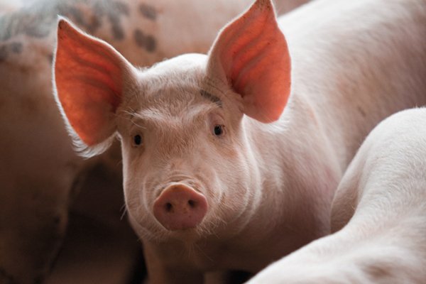 ILLINOIS PIG FARMS GROWING, EXPANDING - HERE'S WHY!
